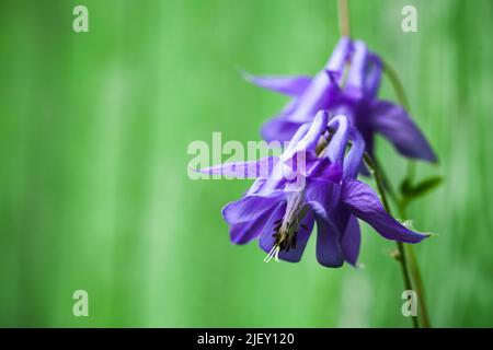 Purple Flowers of the Aquilegia vulgaris is a species of columbine native to Europe also known as European columbine, common columbine, grannys nightc Stock Photo