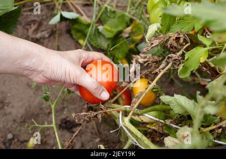 Women's hands harvesting fresh organic tomatoes in home garden on a sunny day. Farmer picking tomatoes Stock Photo