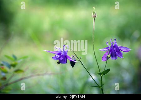 Flowers of the Aquilegia vulgaris is a species of columbine native to Europe also known as European columbine, common columbine, grannys nightcap, and Stock Photo