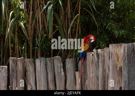 Scarlet macaw: scientific name ara macao is distinguished by its scarlet red head combined with green and blue feathers standing on trunks preening Stock Photo