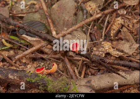 Sarcoscypha coccinea, scarlet elf cup growing amongst fallen hazel twigs and branches in ancient deciduous woodland Stock Photo