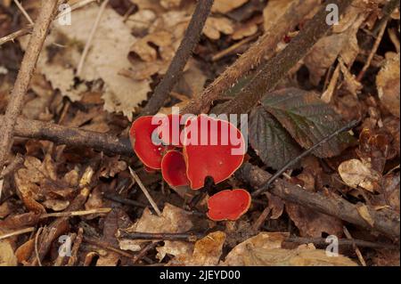 Sarcoscypha coccinea, scarlet elf cup growing amongst fallen hazel twigs and branches in ancient deciduous woodland Stock Photo