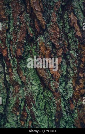 Structure of bark covered in lichen. High quality photo Stock Photo