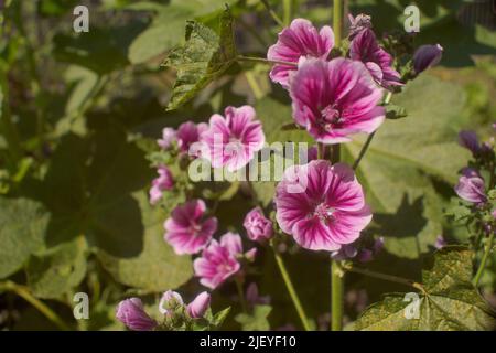 Malva sylvestris, common mallow flower seen in visible and ultraviolet light which shows up insect vision guides for pollination Stock Photo