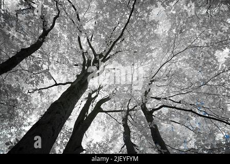 Mature old common beech tree Fagus sylvatica under infra red light with leaves reflecting heat Stock Photo