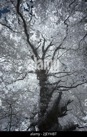 Towering healthy common oak tree, Quercus robur amongst a mature deciduous sweet chestnut and sycamore forest seen under infra red Stock Photo