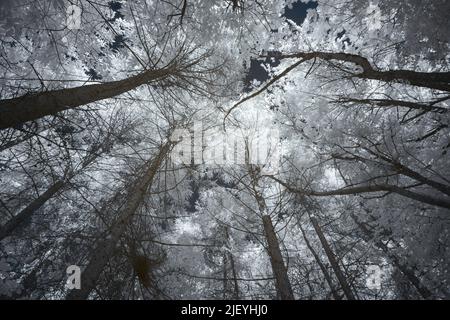 Mature tall old common European larch tree, Larix decidua, only deciduous conifer, under infra red light with leaves reflecting heat Stock Photo