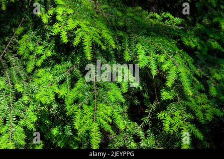 Eastern hemlock foliage with new growth appearing in early summer Stock Photo