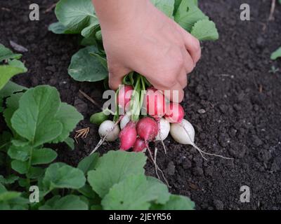 A woman holding freshly harvested radishes in her hand above soil. Close up.