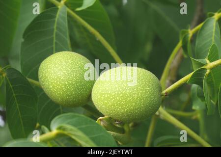 Green walnuts growing on a tree, Szigethalom, Hungary Stock Photo