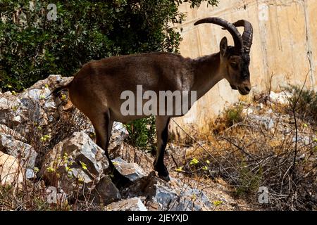 Young male Iberian Ibex near the Paraje Naturale, Carmenes del Mar, La Herradura,  Almuneca, Spain. 21st June 2021. Stock Photo