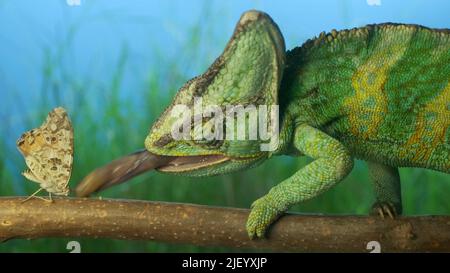 Close-up, bright green chameleon is hunting on motley butterfly. Veiled chameleon (Chamaeleo calyptratus) Painted lady butterfly (Vanessa cardui) Stock Photo