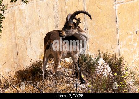 Young male Iberian Ibex near the Paraje Naturale, Carmenes del Mar, La Herradura,  Almuneca, Spain. 21st June 2021. Stock Photo