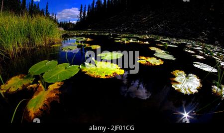 Lily pads in dark water with sunlight glowing in detail reflecting the sky pine trees and sunshine Stock Photo