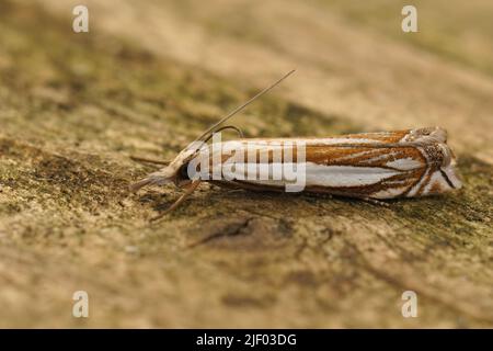 Closeup on the white striped Inlaid Grass-veneer moth, Crambus pascuella sitting on wood in the garden Stock Photo