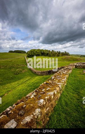 East along the defensive wall of Housesteads Roman Fort with Hadrian’s Wall in the background, Northumberland, England Stock Photo