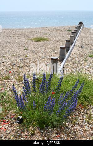Wild flowers on a pebbled beach Stock Photo