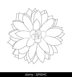 Succulent outline doodle. Graphics sketch home desert flower. Vector illustration, white background. Stock Vector