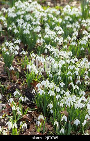 Close up of snowdrops in a Scottish woodland. Stock Photo
