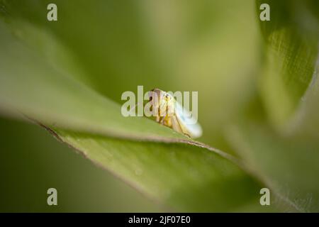 Macro of a colorful small cicada from a northern portuguese meadow Stock Photo