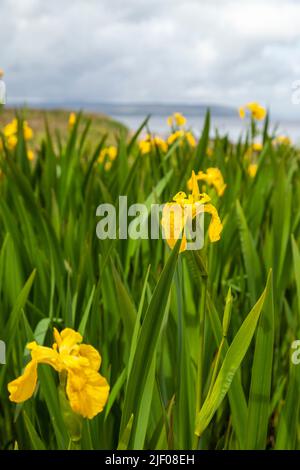 iris pseudacorus yellow iris growing on the Isle of Arran, Scotland Stock Photo