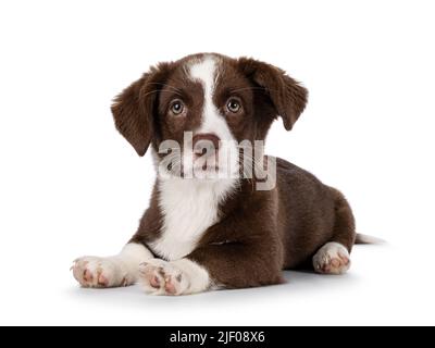 Cute brown with white Welsh Corgi Cardigan dog pup, laying down facing front.  Looking towards camera. Isolated on a white background. Stock Photo