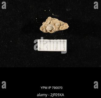 Brachiopoda; shell hash with Stock Photo - Alamy