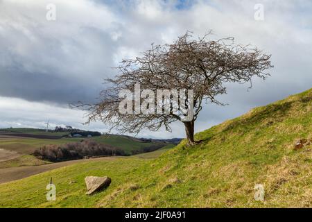 Single small tree on a hillside in Fife Stock Photo