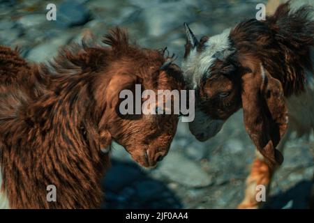 A high angle shot of two beautiful goats head butting each other during daytime Stock Photo
