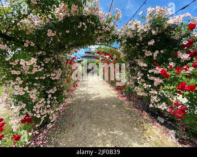 Beautiful Rose Garen in the Esterhazy Castle in Fertod near to Sopron Hungary Stock Photo