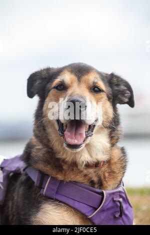 A portrait of a mixed breed dog looking to camera with an open mouth Stock Photo