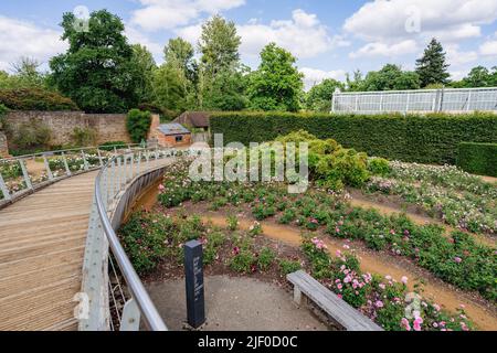 Egham, United Kingdom - June 12 2022: The Rose Garden with ship walk way at Savill Garden Stock Photo