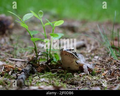 Brown frog hiding under little blueberry plant, surrounded by needles, moss and grass. European common frog in its natural habitat. Stock Photo