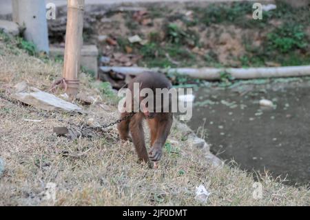 Young Brown Monkey in Chains in Vietnam Stock Photo