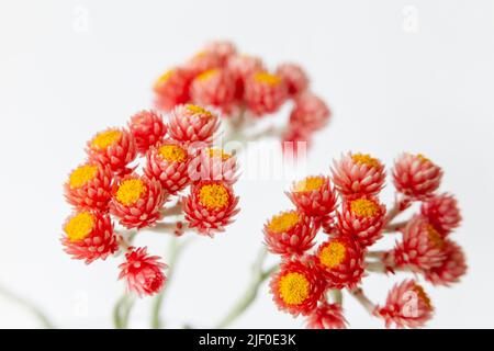 Mountain Everlasting or Cat´s foot (Antennaria dioica Stock Photo - Alamy