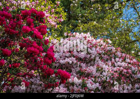 Gorgeous colors of the azeleas and rhododendron flowers and bushes along pathway in delightful garden in the spring Stock Photo