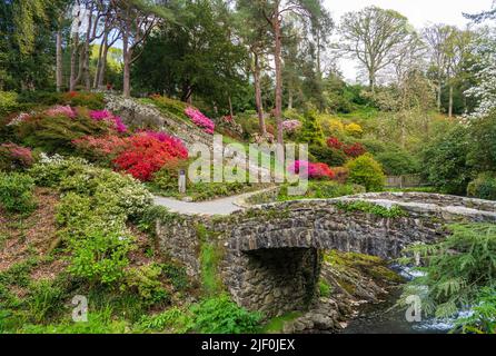 Gorgeous colors of the azeleas and rhododendron flowers and bushes along stream valley in delightful garden in the spring Stock Photo