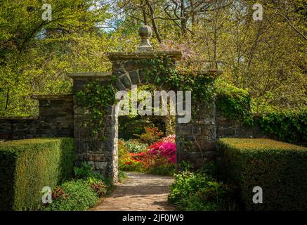 Gorgeous colors of the azeleas and rhododendron flowers and bushes along path in delightful garden in the spring Stock Photo