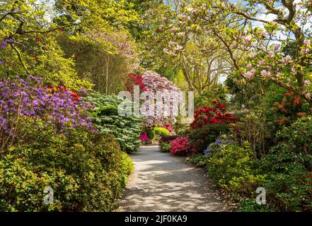 Gorgeous colors of the azeleas and rhododendron flowers and bushes along pathway in delightful garden in the spring Stock Photo