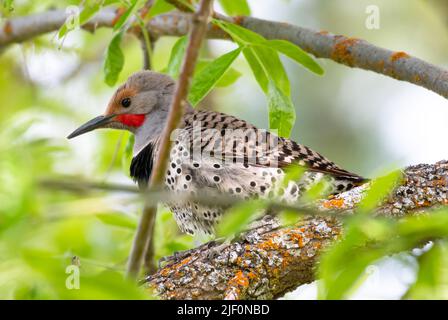 Closeup of a Northern Flicker, Colaptes auratus, perched on a branch in a tree. Bird in wild Stock Photo