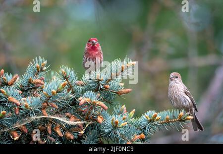 Pair of male and female House Finches, Haemorhous mexicanus, perched in a Pine tree looking for nesting material. Bird in wild Stock Photo