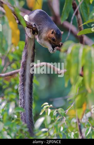 Cream-coloured giant squirrel (Ratufa affinis) from Sepilok, Sabah, Borneo. Stock Photo
