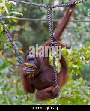 Adult, wild male orangutan feeding and playing in Sepilok Orangutan Rehabilitation Centre, Sabah, Borneo. Stock Photo