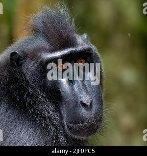 Close up of the Crested Black Macaques (Macaca nigra)  in Tangkoko Nature Reserve, northern Sulawesi, Indonesia. Stock Photo