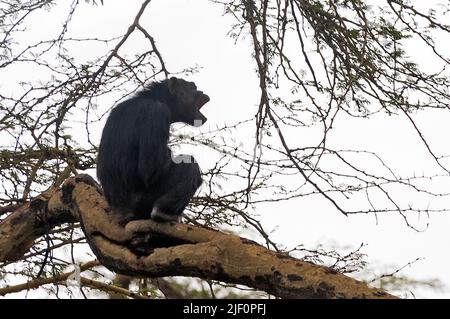 Common Chimpanzee (Pan troglodytes) in Ol Pejeta Conservancy, Kenya. Stock Photo