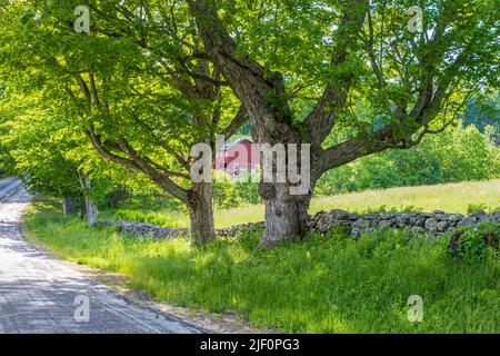 Maple trees along side a country road Stock Photo