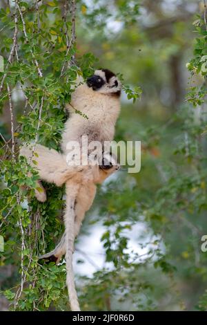 Verreaux's sifaka (Propithecus verreauxi) with baby from Berenty Reserve, southern Madagascar. Stock Photo