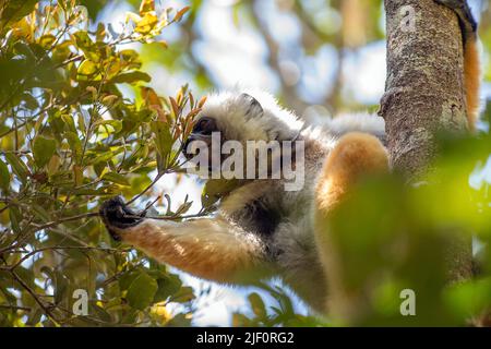 The critically endangered diademed sifaka (Propithecus diadema) feeding in the canopy of Anamazaotra Nature Reserve, Madagascar. Stock Photo