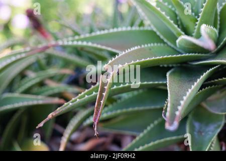 Aloe plant closeup with broken leaf in the garden Stock Photo - Alamy