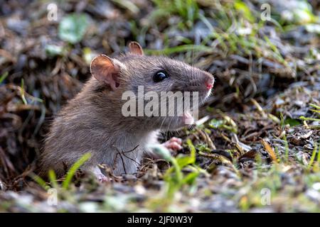 Brown rat (Rattus norwegicus) emerging from it's burrow in south-western Norway. Stock Photo